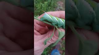 Tomato Hornworm [upl. by Bratton]