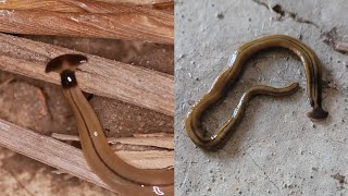 Hammerhead Flatworms Are Gross and Bad [upl. by Eliot]