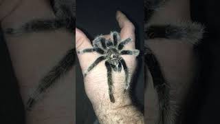 Holding My Brand New Curly Hair Tarantula spiders tarantulas [upl. by Nyraa]