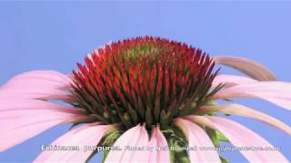 Echinacea Cone flower time lapse [upl. by Reneta]