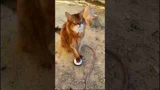 Cute Cat Has to Ring a Bell for Treats and Her Freeloader Friend Does Nothing cats catshorts [upl. by Ahrens]