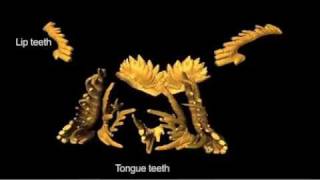 Feeding Mechanism of Conodonts [upl. by Aitnom]