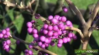 Callicarpa bodinieri Profusion  Chinesische Schönfrucht [upl. by Haff37]