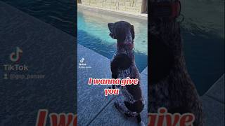 wanna give you German Shorthaired Pointer GSP puppy 🤔🙃🐶new shorts ytshorts viral viralshorts [upl. by Chiaki]