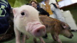 Watch Take a look inside the adorable Japanese cafe where you can cuddle with micro pigs [upl. by Tinaret]