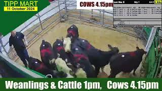 TIPPERARY TOWN MART 11 Oct 2024 Calves Cattle amp cows [upl. by Elson130]