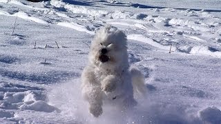 Tibet Terrier [upl. by Yreffej]