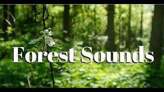 Nature sounds Meditation forest sounds of birds singing relaxation  4 minutes [upl. by Sutit]