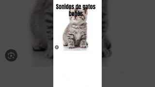 Sonidos de Gatos Bebes [upl. by Aihtyc]