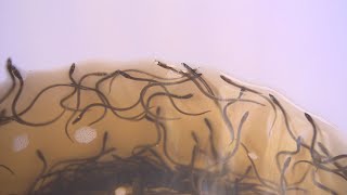 Elver fishery could be cancelled in the Maritimes this year [upl. by Junina]