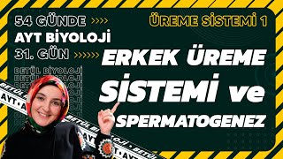 31 Erkek Üreme Sistemi ve Spermatogenez  Üreme Sistemi  11 Sınıf  2024 AYT Biyoloji 31 Gün [upl. by Tollmann]