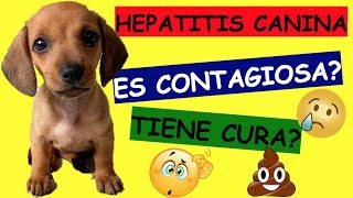 HEPATITIS CANINA TRATAMIENTO ANTIBIOTICO TIENE CURA [upl. by Annohsat552]