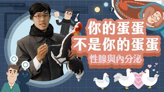 影響身體發育的秘密！雞與蛋的大冒險！【LIS科學史】（貝特霍爾德－性腺與內分泌） [upl. by Ragen]