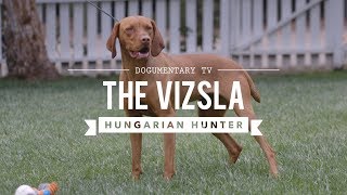 ALL ABOUT VIZSLA HUNGARIAN SPORTING DOG [upl. by Ynnor]