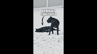 Live Cane Corso Training [upl. by Allemahs]