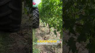 Removing leaves in vineyard with a John Deere tractor and Collard leaf remover [upl. by Marvin]