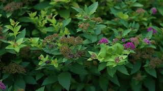 Spiraea japonica  Japanese Spirea [upl. by Volney162]