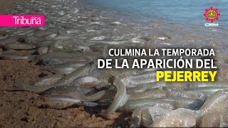 Culmina con éxito la temporada de desove del pejerrey en el Golfo de Santa Clara [upl. by Centonze]