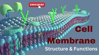 Cell membrane Structure and Functions Biology [upl. by Kinemod]