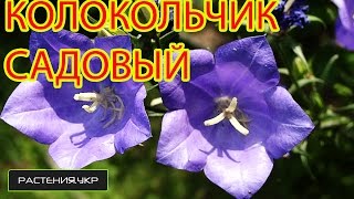 Колокольчик садовый  Ширококолокольчик  Платикодон из семян [upl. by Ahso]