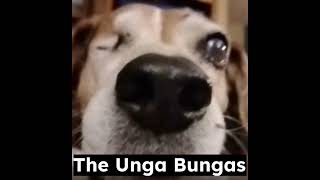 irreverence  Song by The Unga Bungas [upl. by Geller]