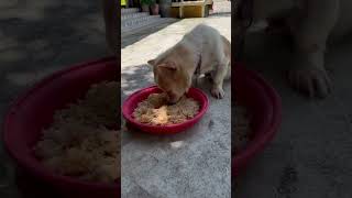 Yo Yo eat food so lonely doglover bronhshow dog cuteanimals cutedogs cute pets [upl. by Aloin543]