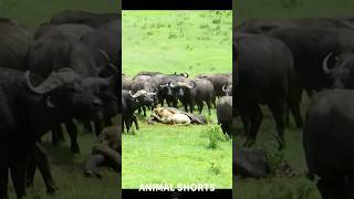 Buffalos vs🔥🦁🔥 Lion wildlife shortsvideo liontiger shortsfeed shorts viralvideo [upl. by Gael]