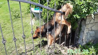 He stuck in the fence for days because so thirsty he wagged his tail quotDont go please save mequot [upl. by Imled325]