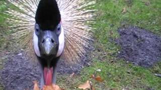 grey crowned crane attacks camera [upl. by Flodur]