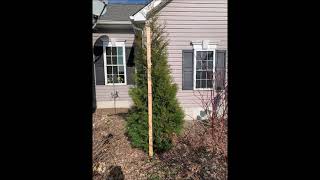 Full Speed A Hedge® American Pillar Arborvitae The Fast Growing Arborvitae called American Pillar [upl. by Lena]