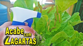 Como ACABAR com Lagartas nas suas plantas Dicas  inseticida [upl. by Calley505]