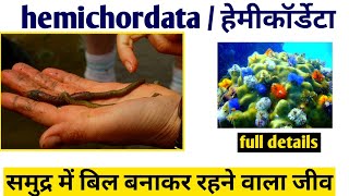 Phylum hemichordata in hindi फाइलम हेमिकॉर्डेटा phylum hemichordata class 11 biology [upl. by Bartosch]