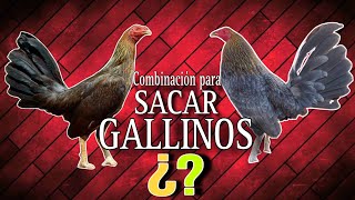 COMBINACIÓN para sacar GALLINOS  Gallos Finos🐓 [upl. by Harehs]