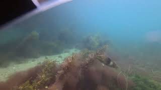 Blairgowrie Pier Dive 14092024 [upl. by Christos]