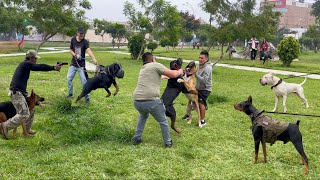 PERROS PODEROSOS coinciden en el mismo parque 🙉 ¿Cual se impone sobre todos ❌❌❌ [upl. by Mirielle566]