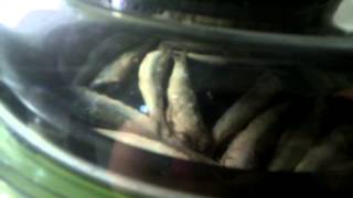 Boquerones fritos sin aceite en cecofry [upl. by Yerffoeg]