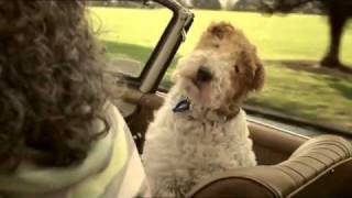 Nz lotto Wilson loyal Lucky dog best ad [upl. by Chesney]