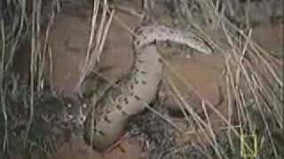 African Honey Badger Eats Snakes [upl. by Alyakcm]