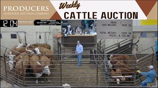 2292024  Producers Livestock Auction Company  Cattle Auction [upl. by Arvo]