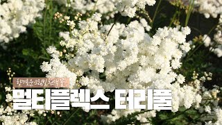 📌 멀티플렉스 터리풀📌 향기로운 크림빛의 흰색 꽃 [upl. by Akissej]