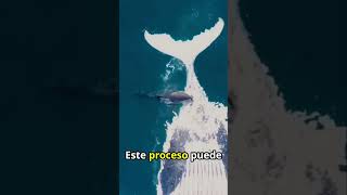 El Impacto de una Ballena al Descomponerse en el Océano shorts ballenas curiosidades [upl. by Sully]