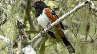 Sound of Spotted towhee [upl. by Ahsenac148]