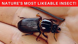 7 Reasons to love Bess Beetles [upl. by Yerrot7]