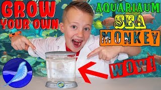 Sea Monkeys Growing in My House DIY Kids Aquarium [upl. by Leilani]