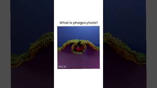 The Bizarre Science of Phagocytosis shorts mbbs [upl. by Otilegna]