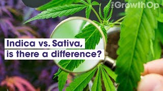 Indica vs Sativa – is there a difference  Weed Easy [upl. by Asta]