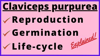 Claviceps purpurea Life Cycle  Rye Ergot  Sexual and Asexual Reproduction  Fungi  Botany Diagram [upl. by Arbmahs]