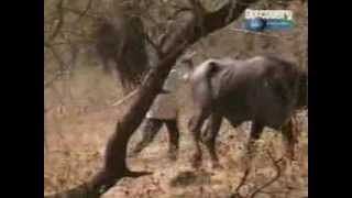 Gir National Park India  Discovery Channel  quotGir  Realm of Asiatic Lionquot  Part 3 [upl. by Eastlake]