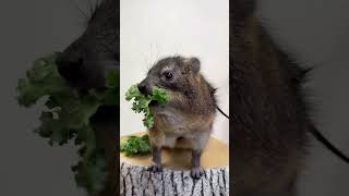 just some hyrax munching to brighten your day  animal world [upl. by Eissoj]