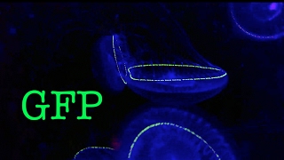 The jellyfish that gave us Green Fluorescent Protein [upl. by Jade]